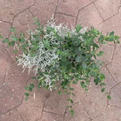 Silberdraht & Eukalyptus, Topf-Ø 13 Cm, 6er-Set -Biohort Garten Geschaft 0690160042 calocephalus eukalyptus 5 122650