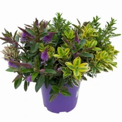 Hebe 'Quattro', Bunt, Topf-Ø 23 Cm, Höhe Ca. 40 Cm 13 Hebe 'Quattro', Bunt, Topf-Ø 23 Cm, Höhe Ca. 40 Cm -Biohort Garten Geschaft 0690190020 Hebe Addenda T23 Quattro 3 114128