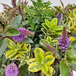 Hebe 'Quattro', Bunt, Topf-Ø 23 Cm, Höhe Ca. 40 Cm 15 Hebe 'Quattro', Bunt, Topf-Ø 23 Cm, Höhe Ca. 40 Cm -Biohort Garten Geschaft 0690190020 Hebe Addenda T23 Quattro 5 114001