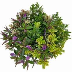 Hebe 'Quattro', Bunt, Topf-Ø 23 Cm, Höhe Ca. 40 Cm 14 Hebe 'Quattro', Bunt, Topf-Ø 23 Cm, Höhe Ca. 40 Cm -Biohort Garten Geschaft 0690190020 Hebe Addenda T23 Quattro 9 114129