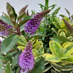 Hebe 'Quattro', Bunt, Topf-Ø 23 Cm, Höhe Ca. 40 Cm 16 Hebe 'Quattro', Bunt, Topf-Ø 23 Cm, Höhe Ca. 40 Cm -Biohort Garten Geschaft 0690190068 Koelle Hebe T23 Donna Quattro H40 WS 1 94724