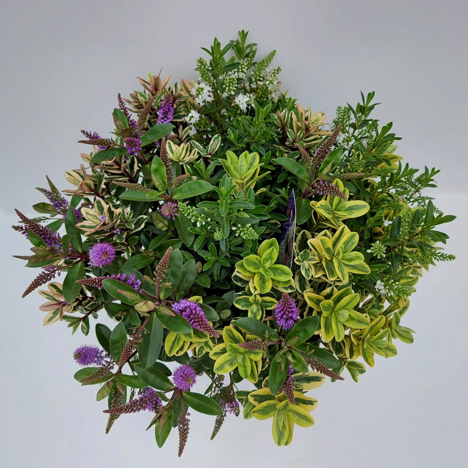 Hebe 'Quattro', Bunt, Topf-Ø 23 Cm, Höhe Ca. 40 Cm 4 Hebe 'Quattro', Bunt, Topf-Ø 23 Cm, Höhe Ca. 40 Cm – Bild 2