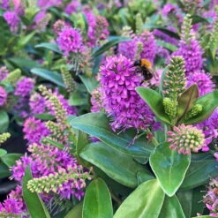 Hebe Farbe Zufällig, Topf-Ø 23 Cm -Biohort Garten Geschaft 0690190095 Koelle Hebe Addenda T23 in Farben 2 113660