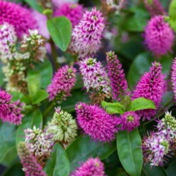 Hebe Farbe Zufällig, Topf-Ø 23 Cm -Biohort Garten Geschaft 0690190095 Koelle Hebe Addenda T23 in Farben 7 113662