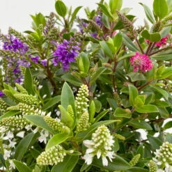 Hebe 'All Blooms®' Trio Rot-weiß-blau, Topf 17 Cm Ø -Biohort Garten Geschaft 0690190153 Hebe All Blooms Trio T17 3 Farben pro Topf 10 114004