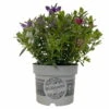 Hebe 'All Blooms®' Trio Rot-weiß-blau, Topf 17 Cm Ø