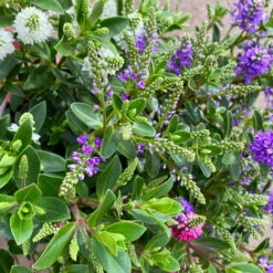 Hebe 'All Blooms®' Trio Rot-weiß-blau, Topf 17 Cm Ø -Biohort Garten Geschaft 0690190153 Hebe All Blooms Trio T17 3 Farben pro Topf 5 114005