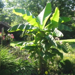 Bananenpflanze, Topf-Ø 17 Cm, Höhe Ca. 60 Cm, 2er-Set -Biohort Garten Geschaft 1610200313 Blu Bio Banane T12 2er Set Musa basjoo winterhart WS 1 109598 1