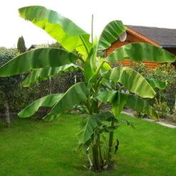 Bananenpflanze, Topf-Ø 17 Cm, Höhe Ca. 60 Cm, 2er-Set -Biohort Garten Geschaft 1610200313 Blu Bio Banane T12 2er Set Musa basjoo winterhart WS 2 109597 1
