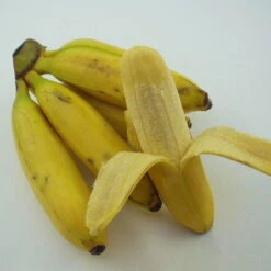 Bananenpflanze, Topf-Ø 17 Cm, Höhe Ca. 60 Cm, 2er-Set -Biohort Garten Geschaft 1610200313 Blu Bio Banane T12 2er Set Musa basjoo winterhart WS 3 109596 1