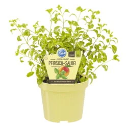 Bio Pfirsichsalbei, Topf-Ø 12 Cm, 3er-Set 11 Bio Pfirsichsalbei, Topf-Ø 12 Cm, 3er-Set -Biohort Garten Geschaft 1610200316 Blu Bio Pfirsichsalbei T12 3er Set Salvia greggii variegata 1 109599