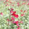 Bio Pfirsichsalbei, Topf-Ø 12 Cm, 3er-Set -Biohort Garten Geschaft 1610200316 Blu Bio Pfirsichsalbei T12 3er Set Salvia greggii variegata 3 109600