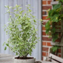 Bio Pfirsichsalbei, Topf-Ø 12 Cm, 3er-Set 13 Bio Pfirsichsalbei, Topf-Ø 12 Cm, 3er-Set -Biohort Garten Geschaft 1610200316 Blu Bio Pfirsichsalbei T12 3er Set Salvia greggii variegata 4 109602