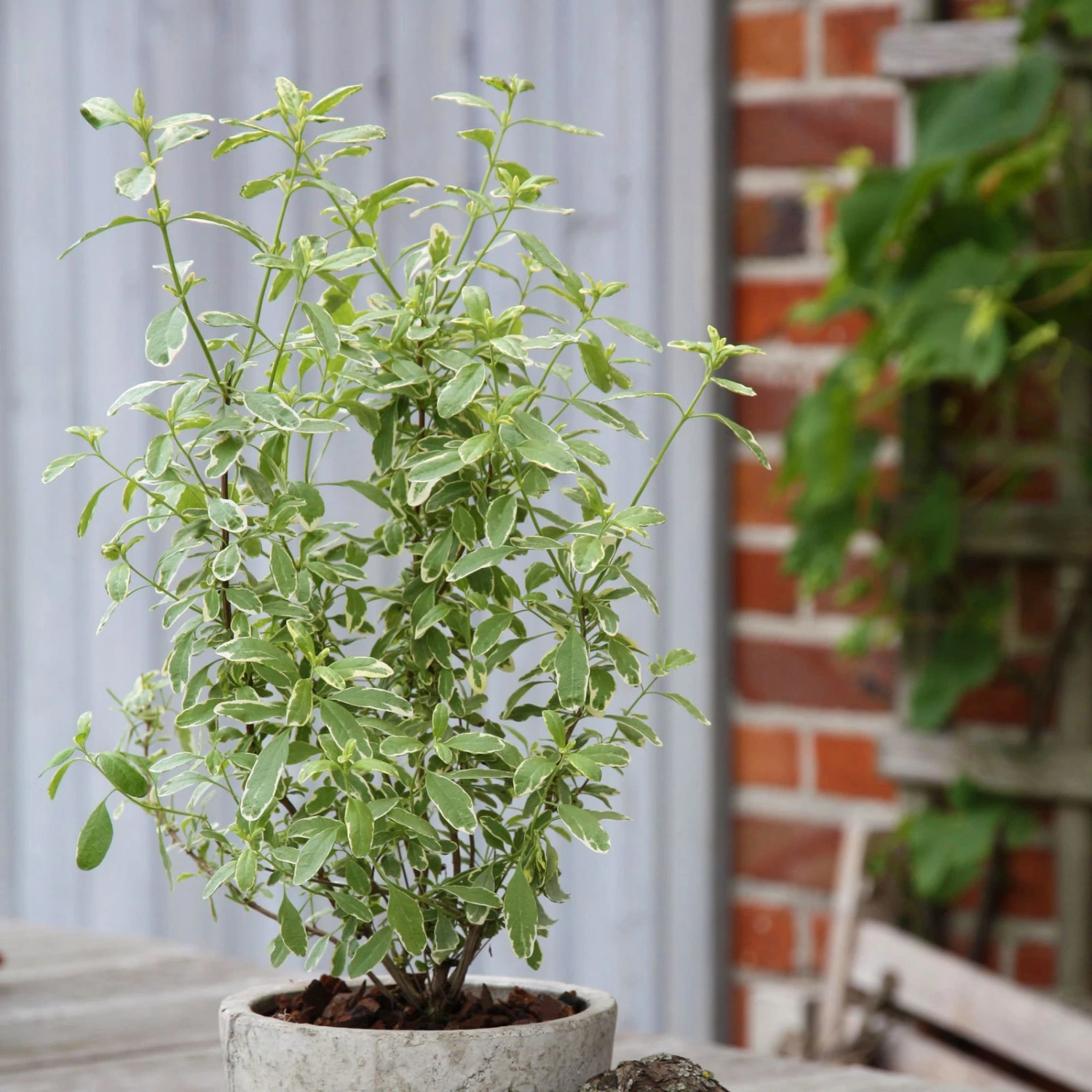 Bio Pfirsichsalbei, Topf-Ø 12 Cm, 3er-Set 6 Bio Pfirsichsalbei, Topf-Ø 12 Cm, 3er-Set – Bild 4