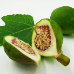 Bio Feigenbaum, Topf-Ø 12 Cm, 2er-Set -Biohort Garten Geschaft 1620330086 Blu Bio Feige 2er Set 4 109477