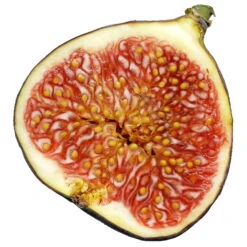 Bio Feigenbaum, Topf-Ø 12 Cm, 2er-Set -Biohort Garten Geschaft 1620330086 Blu Bio Feige 2er Set 6 109478