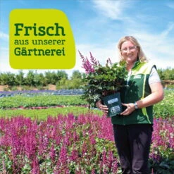 Frauenmantel Grün-gelb, Topf-Ø 11 Cm, 3er-Set -Biohort Garten Geschaft frau setz eigenproduktion 1
