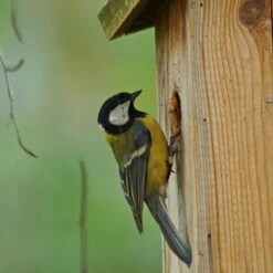 Nistkasten Zum Beobachten Aus Kiefernholz 5 Nistkasten Zum Beobachten Aus Kiefernholz -Biohort Garten Geschaft nistkasten blaumeisen beobachtung zoom 117820