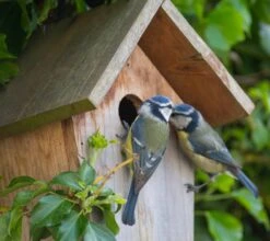 Biohort Garten Geschaft 21 Biohort Garten Geschaft -Biohort Garten Geschaft nistkasten blaumeisen zoom 117813