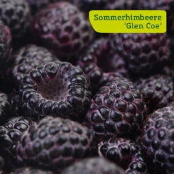 Himbeer-Set 'Dunkle Früchtchen', 4er-Set, Topf Je 2 Liter 10 Himbeer-Set 'Dunkle Früchtchen', 4er-Set, Topf Je 2 Liter -Biohort Garten Geschaft sommerhimbeere glen coe 78199